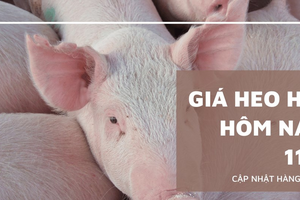 Giá heo hơi hôm nay ngày 11/1/2024: Địa phương nào tăng lên 53.000 đồng/kg?
