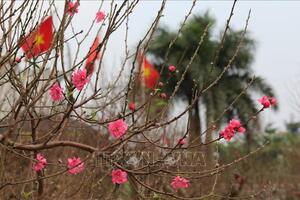 Hàng không bắt đầu nhận chở mai, chở đào dịp Tết
