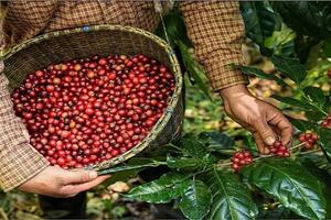 Giá xuất khẩu cà phê Robusta quay về vùng giá cao nhất 28 năm