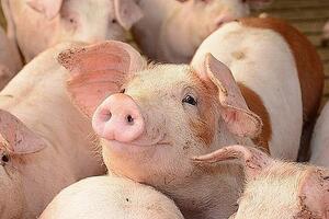 Giá heo hơi hôm nay ngày 18/1/2024: Đà tăng tiếp diễn, mức giá cao nhất 58.000 đồng/kg