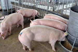 Giá heo hơi hôm nay ngày 19/1/2024: Tăng cao nhất 2.000 đồng/kg