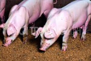 Giá heo hơi hôm nay ngày 22/1/2024: Cao nhất 58.000 đồng/kg