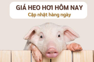Giá heo hơi hôm nay ngày 23/1/2024: Tăng, giảm cao nhất 3.000 đồng/kg