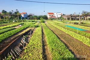 Làng rau sạch nức tiếng Quảng Nam hối hả vào vụ Tết