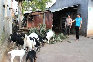 Phát triển nuôi dê luân chuyển với… 2.000 đồng!