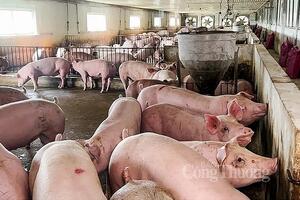 Giá heo hơi hôm nay ngày 29/1/2024: Thấp nhất 52.000 đồng/kg