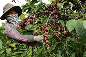 Giá cà phê xuất khẩu lên mức cao nhất 16 năm qua