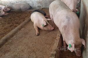 Giá heo hơi hôm nay ngày 30/1/2024: Đã có địa phương bật tăng lên mức 60.000 đồng/kg