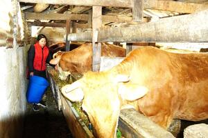 Thư về tòa soạn: Thoát nghèo nhờ phát triển chăn nuôi