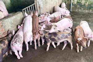 Từ nay đến Tết Nguyên đán 2024, giá heo hơi có vượt 60.000 đồng/kg?