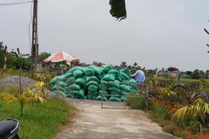 Giá lúa gạo hôm nay ngày 1/2: Giá gạo tăng 200 – 500 đồng/kg, nhiều kho mua hàng giao ra miền Bắc