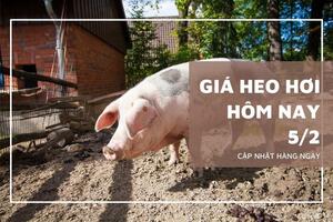 Giá heo hơi hôm nay ngày 5/2/2024: Lặng sóng ngày 26 Tết