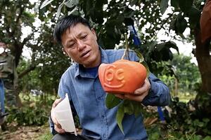 Cây, quả "độc, lạ" hút khách