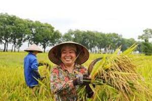 Giá lúa gạo hôm nay ngày 15/2: Các kho đồng loạt khai trương, giao dịch sôi động trong phiên đầu năm mới
