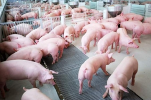 Giá heo hơi hôm nay ngày 21/2/2024: Tăng cao nhất 3.000 đồng/kg tại miền Nam
