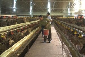 Cựu chiến binh gương mẫu