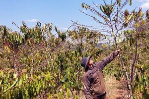 Nắng nóng kéo dài, nhà vườn lo mất mùa cà phê, sầu riêng...