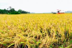 Giá lúa gạo hôm nay ngày 22/2: Giá lúa tiếp tục đà giảm, nhiều nơi thương lái bỏ cọc