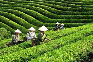 Việt Nam đã xuất khẩu 12.000 tấn chè trong đầu năm 2024