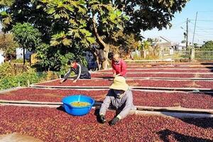 Giá cà phê xuất khẩu đạt gần 3.100 USD/tấn, tăng tới 43%