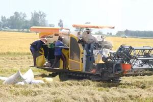 Giá lúa gạo hôm nay ngày 29/2: Biến động trái chiều giữa lúa và gạo