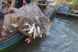 Nhiều loài cá trên sông Mê Kông đối mặt nguy cơ tuyệt chủng