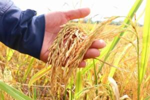 Giá lúa gạo hôm nay (5-3): Điều chỉnh tăng với lúa nếp