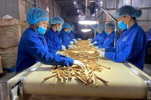 Yên Bái: Nông lâm sản chế biến giữ “ngôi vương” trong xuất khẩu