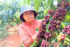 Thư về tòa soạn: Làm giàu từ cây cà phê