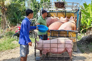Giá heo hơi hôm nay ngày 7/3/2024: Tăng nhẹ 1.000 đồng/kg tại miền Nam