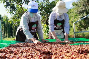 Thông tin trái chiều trước sự suy yếu của đồng USD, giá cà phê xuất khẩu giằng co