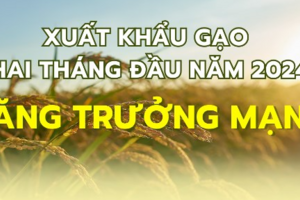 Xuất khẩu gạo hai tháng đầu năm 2024 tăng trưởng mạnh