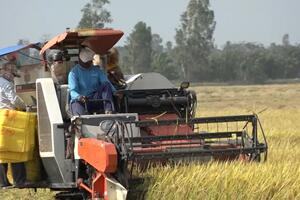 Giá lúa gạo hôm nay ngày 18/3: Thị trường giao dịch sôi động trong phiên đầu tuần