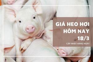 Giá heo hơi hôm nay ngày 18/3/2024: Cao nhất 61.000 đồng/kg