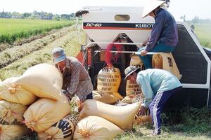 Giá lúa gạo hôm nay ngày 19/3: Giá lúa tăng từ 100-200 đồng/kg, giá gạo giảm