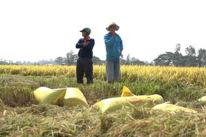 Giá lúa gạo hôm nay ngày 20/3: Nhiều địa phương đã thu hoạch gần xong, nguồn lúa ít lại