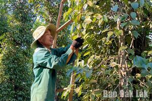 Sức bật từ giá nông sản
