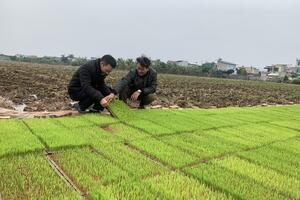 Tích tụ, tập trung đất nông nghiệp tại Thái Bình: Quả ngọt và những vấn đề đặt ra - Bài 3: Tạo bước đệm vững chắc cho tái cơ cấu nông nghiệp (Tiếp theo và hết)