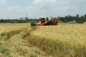 Trồng lúa giảm phát thải giúp tăng thu nhập cho nông dân