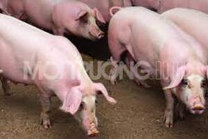 Giá heo hơi hôm nay ngày 25/3/2024: Thấp nhất 59.000 đồng/kg