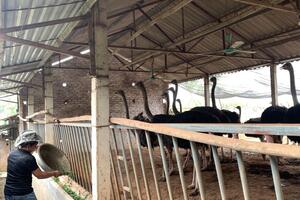 Nông dân xã Tản Lĩnh làm giàu từ nuôi đà điểu