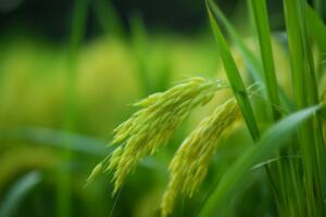 Giá lúa gạo hôm nay (26-3): Biến động trái chiều