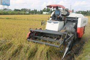 Giá lúa gạo hôm nay ngày 4/4: Giá tăng, một số đồng đẹp, nông dân chào giá cao