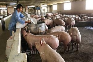 Giá heo hơi hôm nay ngày 8/4/2024: Cao nhất 62.000 đồng/kg