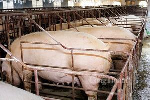 Giá heo hơi hôm nay ngày 9/4/2024: Giảm 1.000 đồng/kg tại một vài địa phương khu vực miền Nam