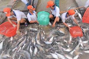 Giá cá tra nguyên liệu giảm, người nuôi thua lỗ