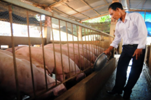 Giá heo hơi hôm nay ngày 17/4/2024: Tăng nhẹ trên cả 3 miền