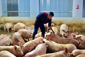 Giá lợn hơi hôm nay (23-4): Tăng mạnh trên diện rộng