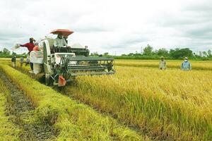 Giá lúa gạo hôm nay (23-4): Gạo tăng, lúa ổn định