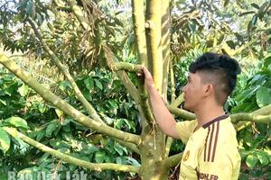 Nhiều vườn sầu riêng, hoa xổ nhụy bị rụng hàng loạt